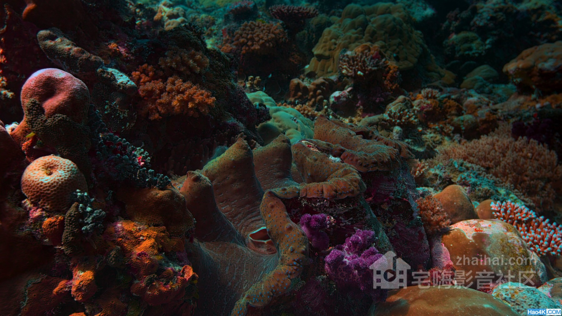 00007.m2ts(The.Last.Reef.2012.DOCU.2160p.BluRay.HEVC.TrueHD.7.1.Atmos-WhiteRhino.jpg