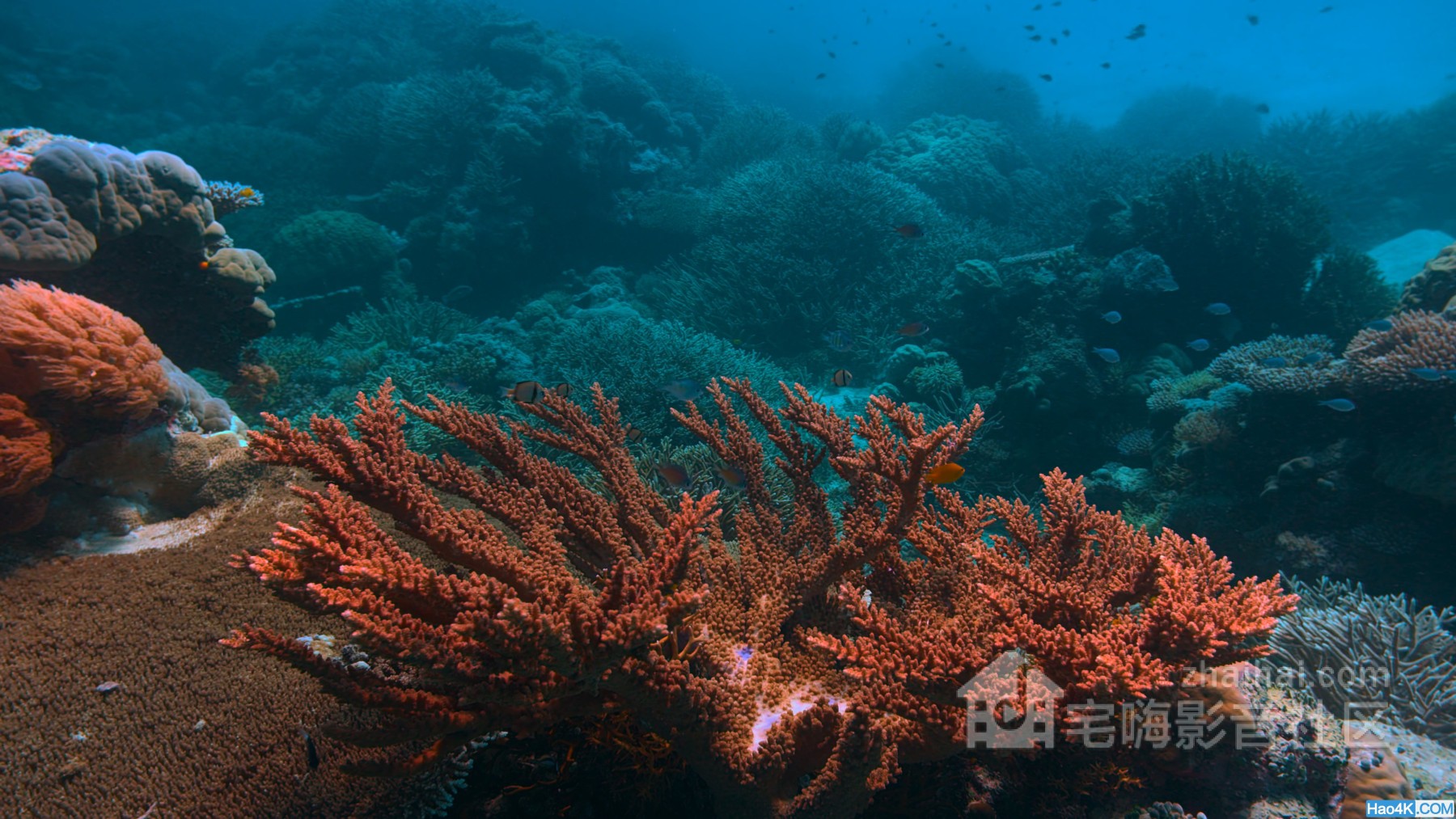 00007.m2ts(The.Last.Reef.2012.DOCU.2160p.BluRay.HEVC.TrueHD.7.1.Atmos-WhiteRhino.jpg